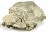 Fossil Oreodont (Merycoidodon) Partial Upper Skull - Nebraska #270058-2